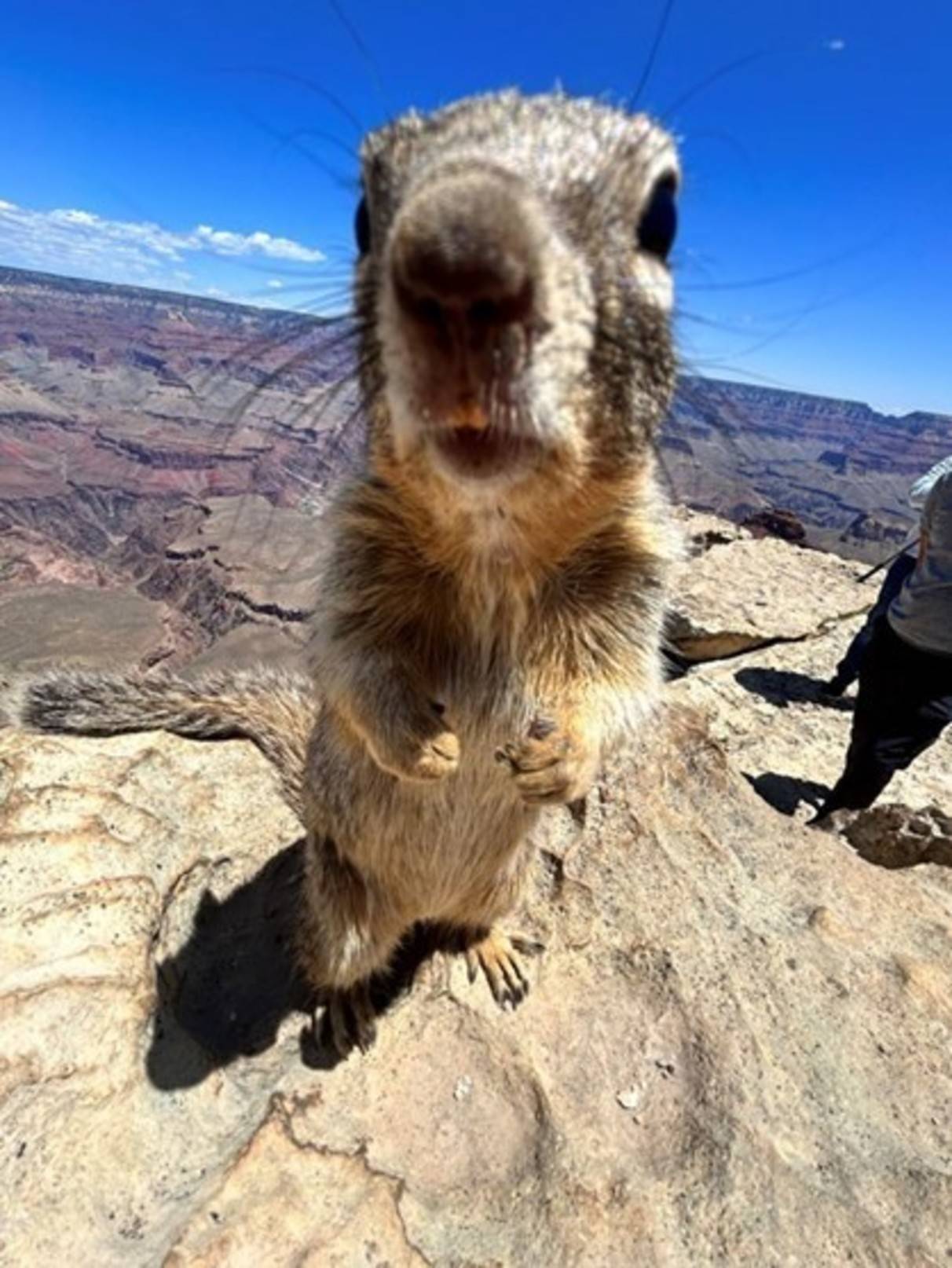 a prairie dog sniffing the camera, with large canyons in the background